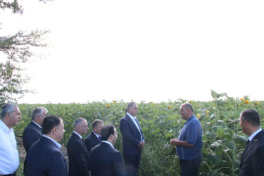 Goranboyda günəbaxan becərilən təsərrüfata baxış keçirildi