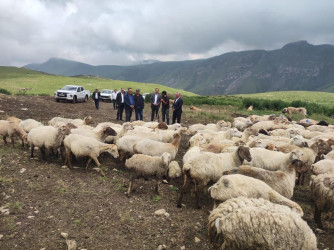 Goranboyda İcra Başçısı  Kəpəz  yaylağına köç etmiş qoyunçuluq təsərrüfatlarında oldu.