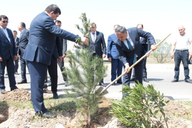 Goranboyda,  “Yaşıl dünya naminə həmrəylik ili” ilə bağlı, rayon İcra Hakimiyyətinin  Tədbirlər Planına uyğun olaraq, növbəti ağacəkmə aksiyası  təşkil olundu.