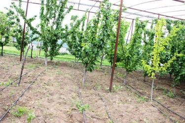 Goranboyda icra başçısı intensiv bağçılıq təsərrüfatına baxış keçirdi