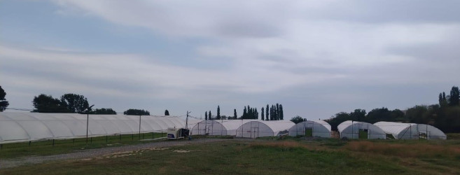 Goranboyda aqrar sektorun aparıcı sahələrindən biri olan tütünçülük inkişaf etdirilir