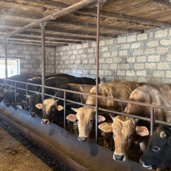 Goranboyda Dövlət Proqramının icrası çərçivəsində heyvandarlıq sahəsində maarifləndirici tədbir keçirildi