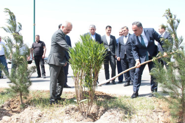 Goranboyda,  “Yaşıl dünya naminə həmrəylik ili” ilə bağlı, rayon İcra Hakimiyyətinin  Tədbirlər Planına uyğun olaraq, növbəti ağacəkmə aksiyası  təşkil olundu.