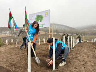 Goranboyda, İDEA İctimai Birliyinin təşəbbüsü ilə ağacəkmə aksiyası keçirildi
