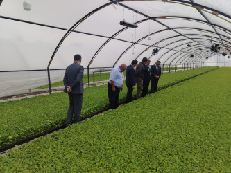Goranboyda aqrar sektorun aparıcı sahələrindən biri olan tütünçülük inkişaf etdirilir
