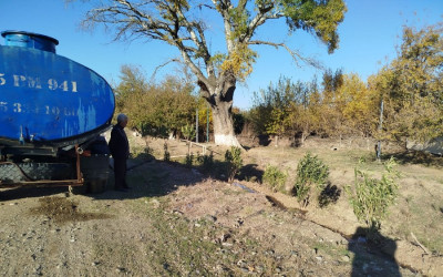 Goranboyda, "Yaşıl dünya naminə həmrəylik ili" ilə bağlı, yeni yaşıllıq zolaqlarının salınması, mövcud infrastrukturun genişləndirilməsi və aqrotexniki qulluğun göstərilməsi işləri davam etdirilir.