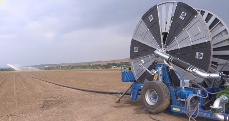 Goranboyda aqrar sektorun aparıcı sahələrindən biri olan tütünçülük inkişaf etdirilir