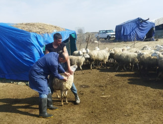 Goranboy rayonunda kənd təsərrüfatında mövsümi işlər uğurla icra olunur.