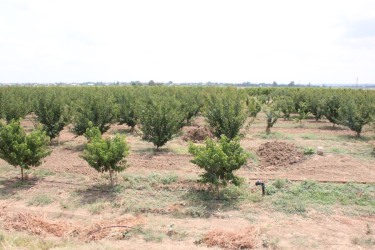 Goranboyda aqrar sahənin inkişafı istiqamətində görülən işlərlə tanışlıq davam edir