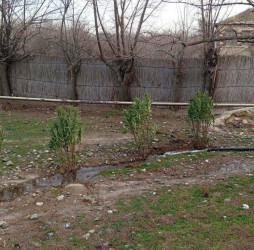 Goranboyda yeni salınmış yaşıllıq zolaqlarına aqrotexniki qulluq işləri davam etdirilir