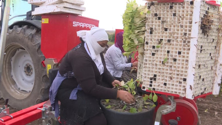 Goranboyda tütünün inkişaf sahəsi genişləndirilir