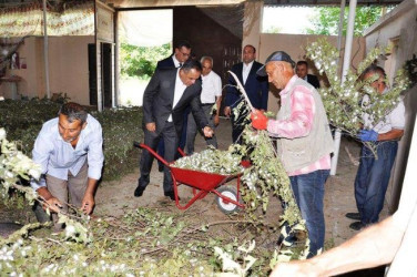 Goranboyda cari məhsul ili üçün 4,4 ton barama istehsalı gözlənilir.