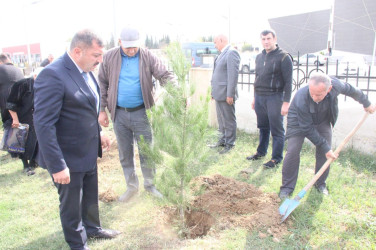 Goranboyda, “27 sentyabr – Anım Günü” ilə bağlı ağacəkmə aksiyası keçirildi.