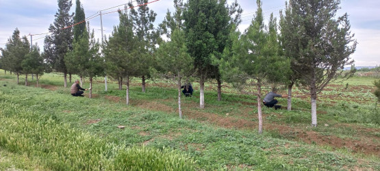 Goranboyda “Şəhərsalma və Memarlıq İli” və beynəlxalq velosiped yarışına hazırlıq işləri çərçivəsində ümumrayon iməcliyi davam etdirilir