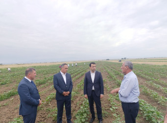 Goranboyda pambıqçılığın inkişafı diqqət mərkəzindədir