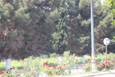 Gülə, çiçəyə bürünən Goranboy