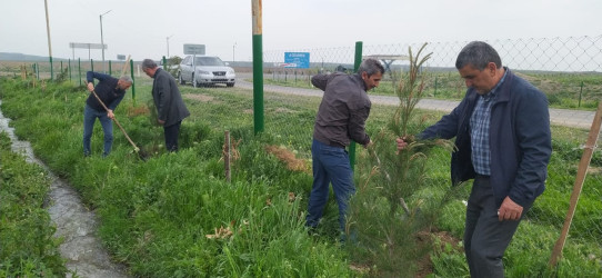 Goranboyda "Konstitusiya və Suverenlik ili" ilə bağlı,  ağacəkmə aksiya keçirildi