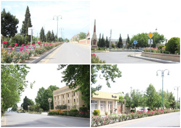 Gülə, çiçəyə bürünən Goranboy