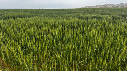 Goranboyda İcra Başçısı Region Aqroparkda oldu.