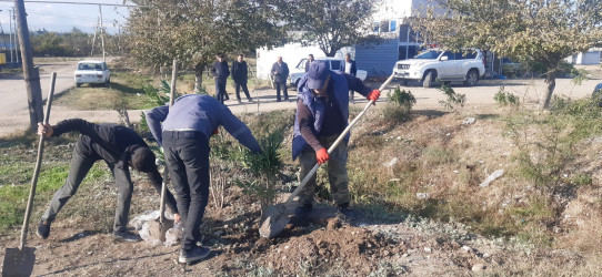 Goranboyda, "Yaşıl dünya naminə həmrəylik ili" çərçivəsində həyata keçirilən kütləvi ağacəkmə  aksiyasına  Borsunlu və Nadirkənd kəndlərinin sakinləri də fəal qoşuldular.