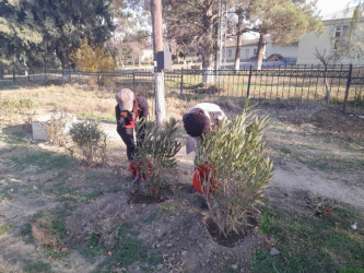 Goranboyda, "Yaşıl dünya naminə həmrəylik ili" ilə bağlı, yeni salınmış yaşıllıq zolaqlarına aqrotexniki qulluğun göstərilməsi işləri davam etdirilir