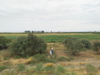 Goranboyda yol kənarında ağaclar suvarıldı, məişət tullantıları təmizləndi