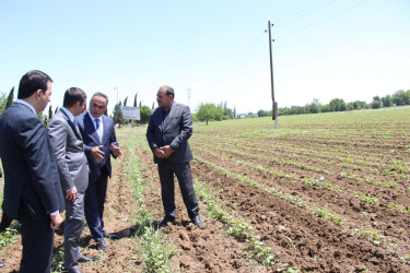 Goranboyda pambıq tədarükü aqrar sektorun aparıcı sahələrindən biridir