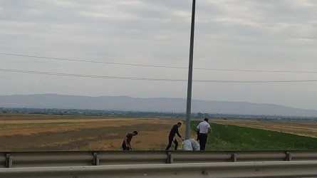 Goranboyda yol kənarında ağaclar suvarıldı, məişət tullantıları təmizləndi