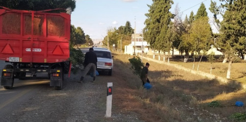 Goranboyda, "Yaşıl dünya naminə həmrəylik ili" çərçivəsində, yolkənarı ərazilərdə həyata keçirilən ağac əkini işləri davam etdirilir.