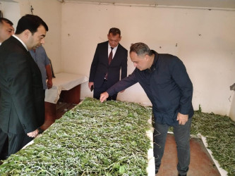 Goranboyda baramaçılıq inkişaf etdirilir