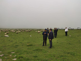 Goranboyda İcra Başçısı  Kəpəz  yaylağına köç etmiş qoyunçuluq təsərrüfatlarında oldu.