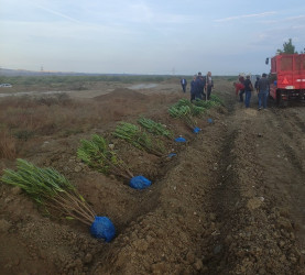 Goranboyda  yolkənarı ərazilərin abadlaşdırılması məqsədi ilə ağac əkini işləri həyata keçirilir.