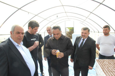 Goranboyda tütünçülük inkişaf etdirilir