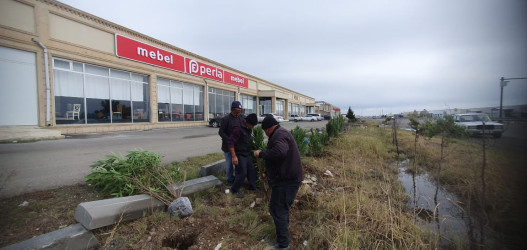 Goranboyda, "Yaşıl dünya naminə həmrəylik ili" çərçivəsində, yolkənarı ərazilərin abadlaşdırılması məqsədi ilə həyata keçirilən ağac əkini işləri davam etdirilir.