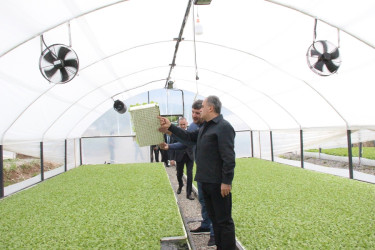 Goranboyda aqrar sektorun aparıcı sahələrindən biri olan tütünçülük inkişaf etdirilir