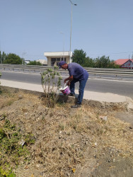 Goranboyda yolkənarı ərazilərin məişət tullantılarından təmizlənməsi işləri aparıldı, ağac və gül kolları suvarıldı
