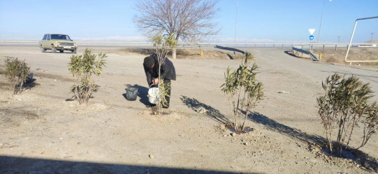 Goranboyda, "Yaşıl dünya naminə həmrəylik ili" ilə bağlı, yeni salınmış yaşıllıq zolaqlarına aqrotexniki qulluq işləri davam etdirilir.