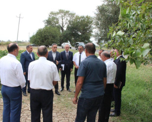 Goranboyda İcra Başçısı  pambıq sahələrində yığıma hazırlığın vəziyyəti ilə maraqlandı