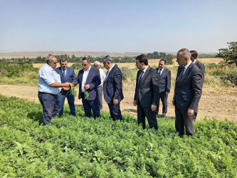 Goranboyda yerkökü sahələrindən yüksək məhsul gözlənilir