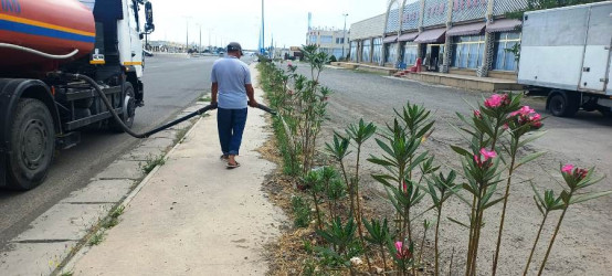 Goranboyda yeni salınmış yaşıllıq zolaqlarına aqrotexniki qulluğun göstərilməsi işləri davam etdirilir