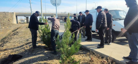 Goranboyda “Şəhərsalma və Memarlıq İli” çərçivəsində ağacəkmə aksiyası keçirildi