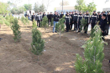 Goranboyda Ümummilli Lider Heydər Əliyevin 100 illiyi ilə bağlı, rayon Polis şöbəsinin təşkilatçılığı ilə növbəti ağac əkini aksiyası keçirildi.