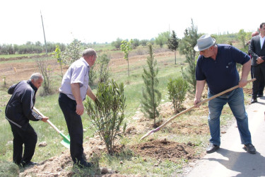 Goranboyda,  “Yaşıl dünya naminə həmrəylik ili” ilə bağlı, rayon İcra Hakimiyyətinin  Tədbirlər Planına uyğun olaraq, növbəti ağacəkmə aksiyası  təşkil olundu.