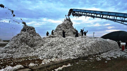 Goranboyda İcra Başçısı “MKT İstehsal Kommersiya” MMC-nin pambıq qəbulu məntəqəsində oldu