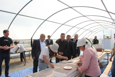 Goranboyda tütünçülük inkişaf etdirilir