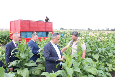 Goranboyda cari məhsul üçün tütün yığımına başlanılmışdır