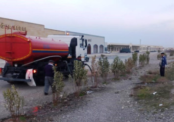 Goranboyda yeni salınmış yaşıllıq zolaqlarına aqrotexniki qulluq işləri davam etdirilir
