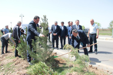 Goranboyda,  “Yaşıl dünya naminə həmrəylik ili” ilə bağlı, rayon İcra Hakimiyyətinin  Tədbirlər Planına uyğun olaraq, növbəti ağacəkmə aksiyası  təşkil olundu.