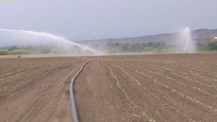 Goranboyda tütünün inkişaf sahəsi genişləndirilir