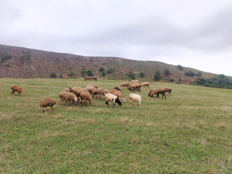 Goranboyda dağlıq ərazidə heyvandarlıqla məşğul olan təsərrüfat sahibləri ilə görüş keçirildi